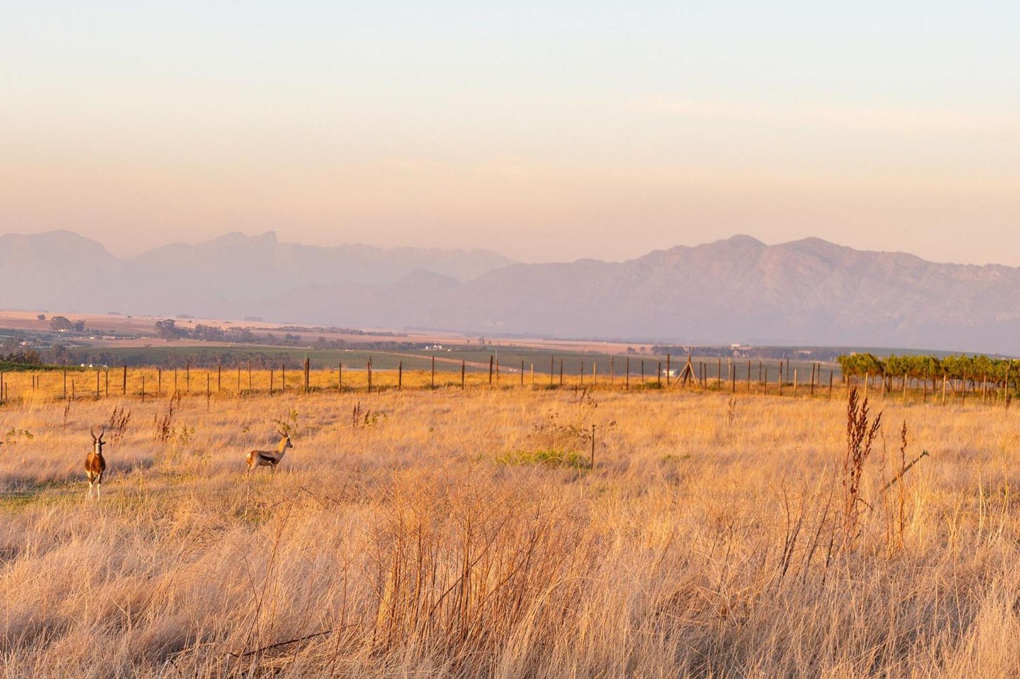 Bakenhof Winelands Lodge Paarl Kültér fotó